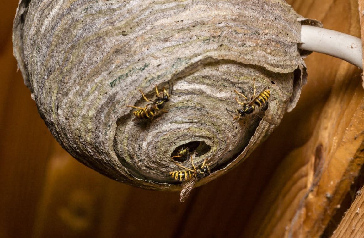 Destruction de nids de guêpes.